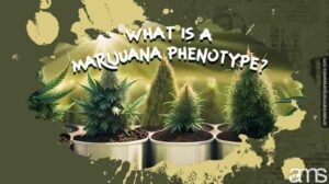 Unlock the Secrets of Marijuana Phenotype Effects | Amsterdam Marijuana Seeds