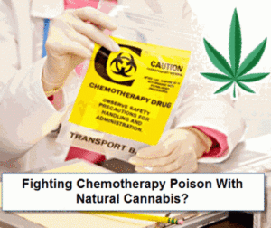 Hva er "Chemo Brain" og hvordan hjelper cannabis kreftpasienter med å bekjempe det?