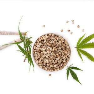 Cannabis seeds that grow really well outdoors