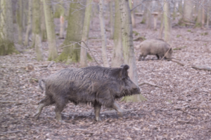 Wild boar liver can be used to map PFAS contamination | Envirotec