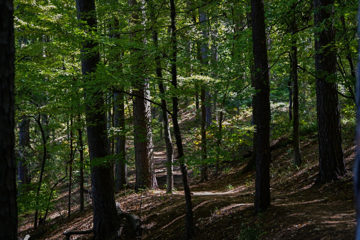 Et skogkledd område