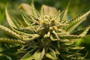 5 Ways To Find The Best Deals On Jack Herer Feminized Seeds