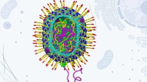 박테리아를 감염시키는 불쾌한 바이러스가 향상된 유전자 치료법의 핵심이 될 수 있습니다.