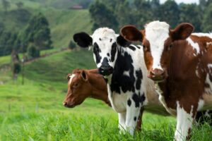 Odwrócona krowa nie może być ważnym znakiem towarowym w UE?