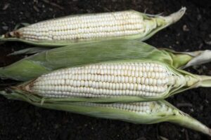 Канада присоединяется к торговой жалобе США против запрета Мексики на ГМО-кукурузу
