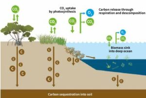 Kohlendioxidentfernung (CDR) und Kohlenstoffabscheidung und -speicherung (CCS): Eine Einführung