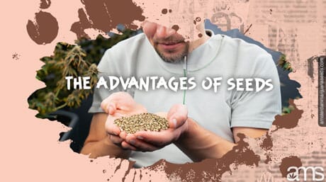 moški v visoki rasti drži semena konoplje