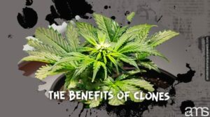 克隆与种子哪个更适合大麻种植？ 优点、缺点和注意事项