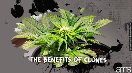 Kloner vs frø, som er bedre til cannabisdyrkning? Fordele, ulemper og overvejelser