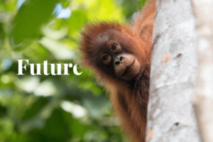 Avskoging i Asia: en oppfordring til bevaring