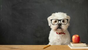 Anjing Lebih Cerdas Dari AI Generatif Kata Meta AI Guru