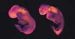 'Model Embrio' Menantang Konsep Hukum, Etika dan Biologis | Majalah Quanta