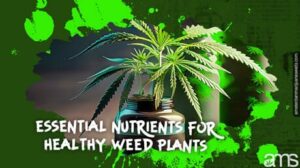 건강한 잡초 식물을 위한 필수 영양소: 최적의 성장을 위한 가이드 | AMS