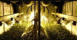 Все про намети Cannabis Grow