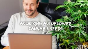 Guia para sementes de cannabis autoflorescentes e seu cultivo