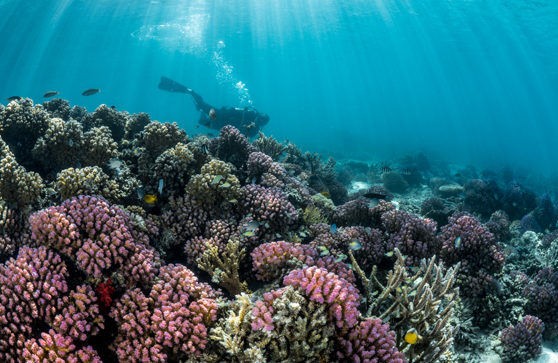 Diver exploring a coral reef.