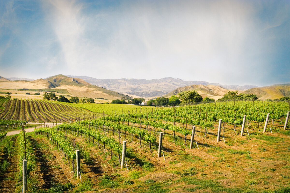 Kebun anggur di Santa Ynez California