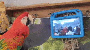 Acontece que os papagaios adoram videoconferências