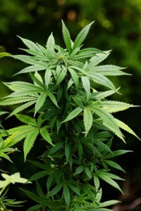 Facteurs clés à rechercher lors de l'achat de graines de cannabis féminisées Runtz