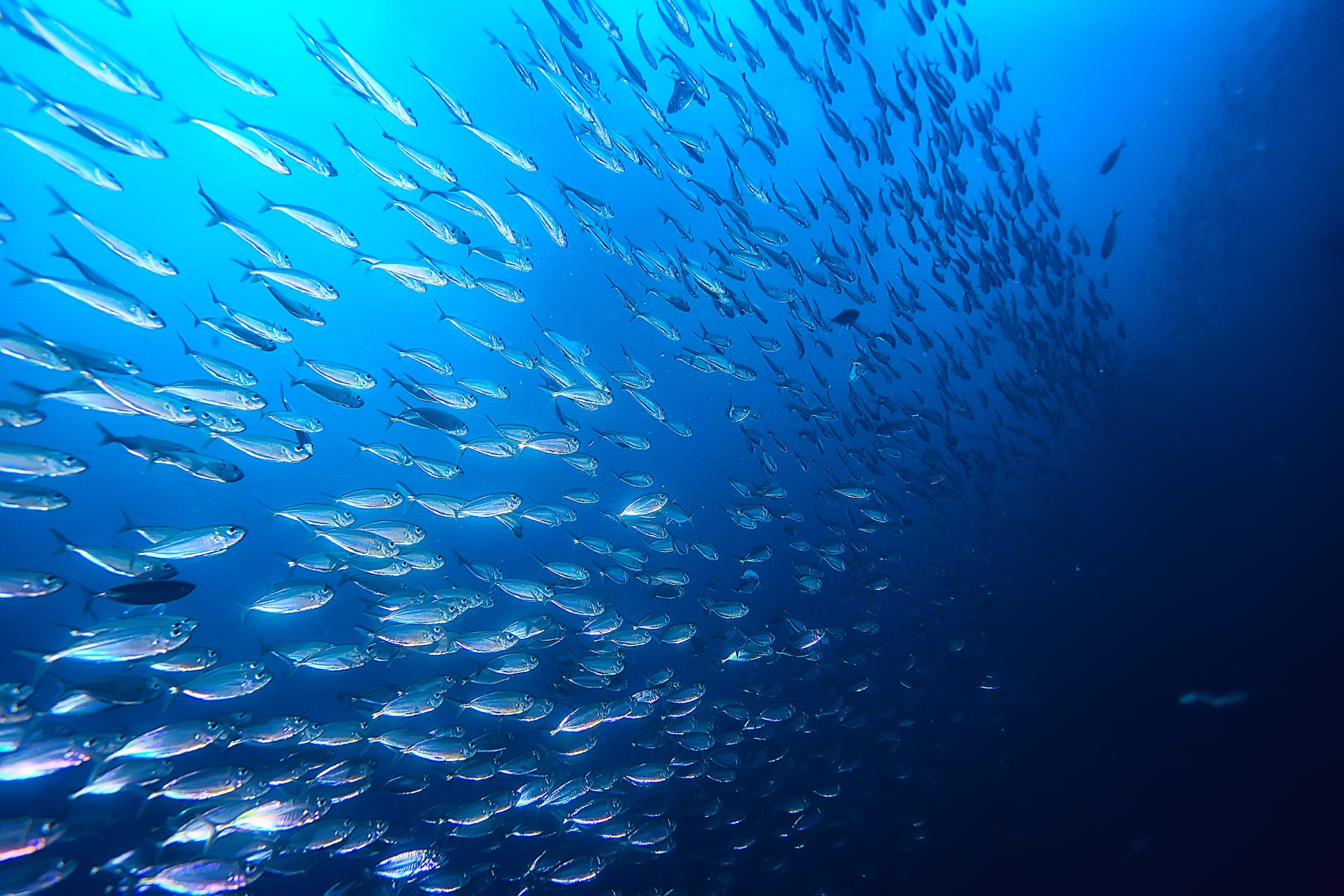 Marin fisk reagerar på klimatförändringarna genom att flytta mot polerna | Envirotec