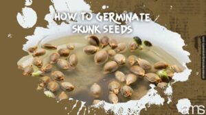 Att bemästra groning av Skunk Marijuana Seeds: En komplett guide