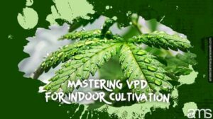 Dominando o VPD para o cultivo interno de cannabis: um guia abrangente