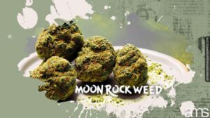 Moon Rock Weed: Cannabis Gourmands için Nihai Lezzet