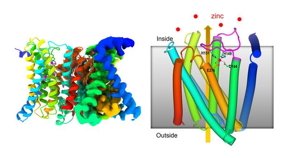 Nanotechnology Now - 新闻稿：锌转运蛋白具有内置的自我调节传感器：锌转运蛋白的新型低温电子显微镜结构揭示了这种分子机器如何发挥调节细胞锌水平的作用，锌是一种必需的微量营养素