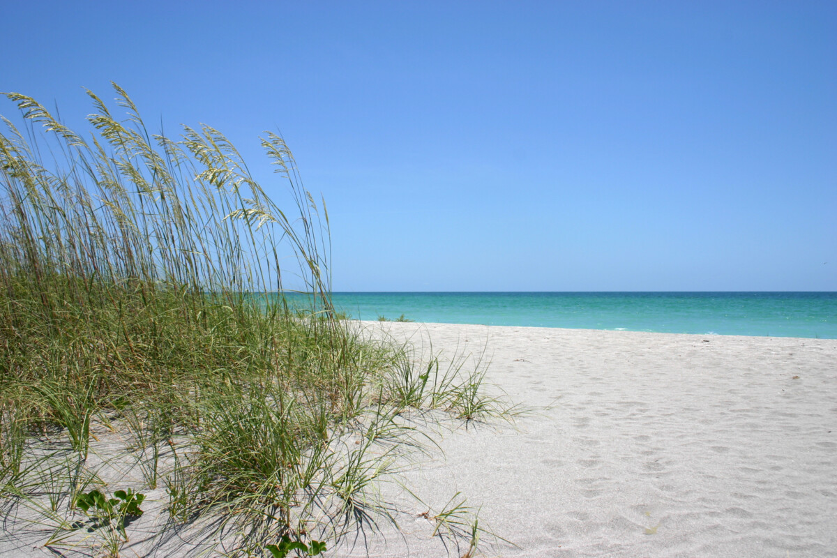 Sea oats on white sand beach and blue sky on background