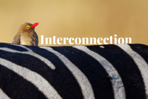 Nature’s symphony: 15 Interconnected wonders of biodiversity