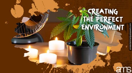cannabisplante med brennende lys og vifte