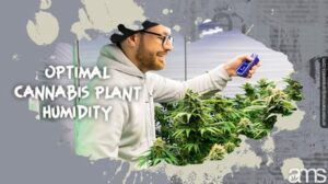Humedad óptima de la planta de cannabis: cultivo de hierba de alta calidad en interiores