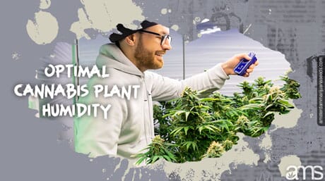 Umidade ideal para plantas de cannabis: cultivando ervas daninhas de alta qualidade dentro de casa