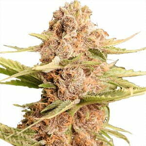 Peyote Cookies Weed Strain Information and Review