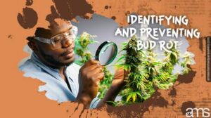 Prevent Bud Rot in Indoor Cannabis: Ultimate Guide