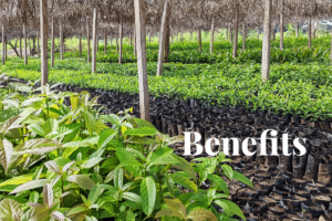 Reforestation: 10 amazing benefits of planting trees