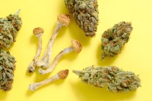 Pesquisadores pretendem combinar psilocibina e cannabis em um único tratamento médico | Tempos altos