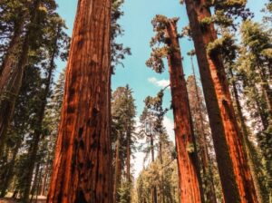 Sequoia dzieli się na odrębne jednostki: odkrywanie wpływu na krajobraz venture capital | Kanadyjskie Narodowe Stowarzyszenie Crowdfundingu i Fintech