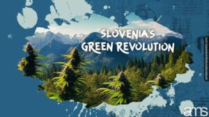 Slovenian vihreä vallankumous: kannabis-odysseia | AMS