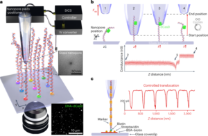 Przestrzennie zmultipleksowane translokacje pojedynczych cząsteczek przez nanopor przy kontrolowanych prędkościach - Nature Nanotechnology