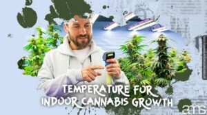 室内大麻生长温度：园丁指南