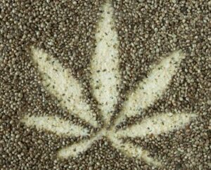 La guida ai semi di cannabis - Cosa cercare, da cosa stare alla larga, i migliori semi per iniziare la tua coltivazione?