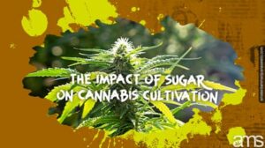 El impacto del azúcar en el cultivo de cannabis