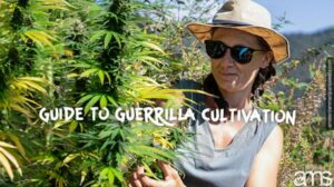 Den ultimative guide til succesfuld guerilla-cannabisdyrkning