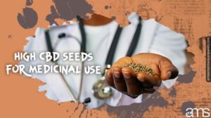 释放高 CBD 种子的治疗潜力 | 高级管理系统