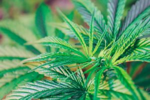 Utah nombra una junta asesora de políticas de cannabis medicinal | Tiempos altos