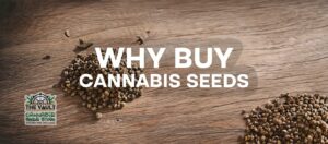 Why Buy Cannabis Seeds?