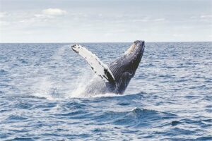 WWF verwelkomt Volle Zeeverdrag