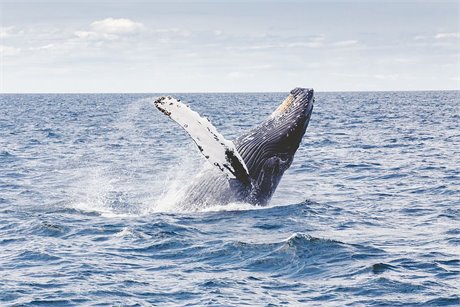 WWF welcomes High Seas Treaty
