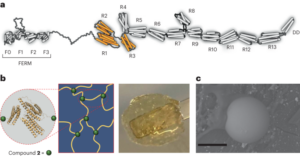 ایک جھٹکا جذب کرنے والا مادہ جو میکانی حساس پروٹین سے بنا ہے - نیچر نینو ٹیکنالوجی